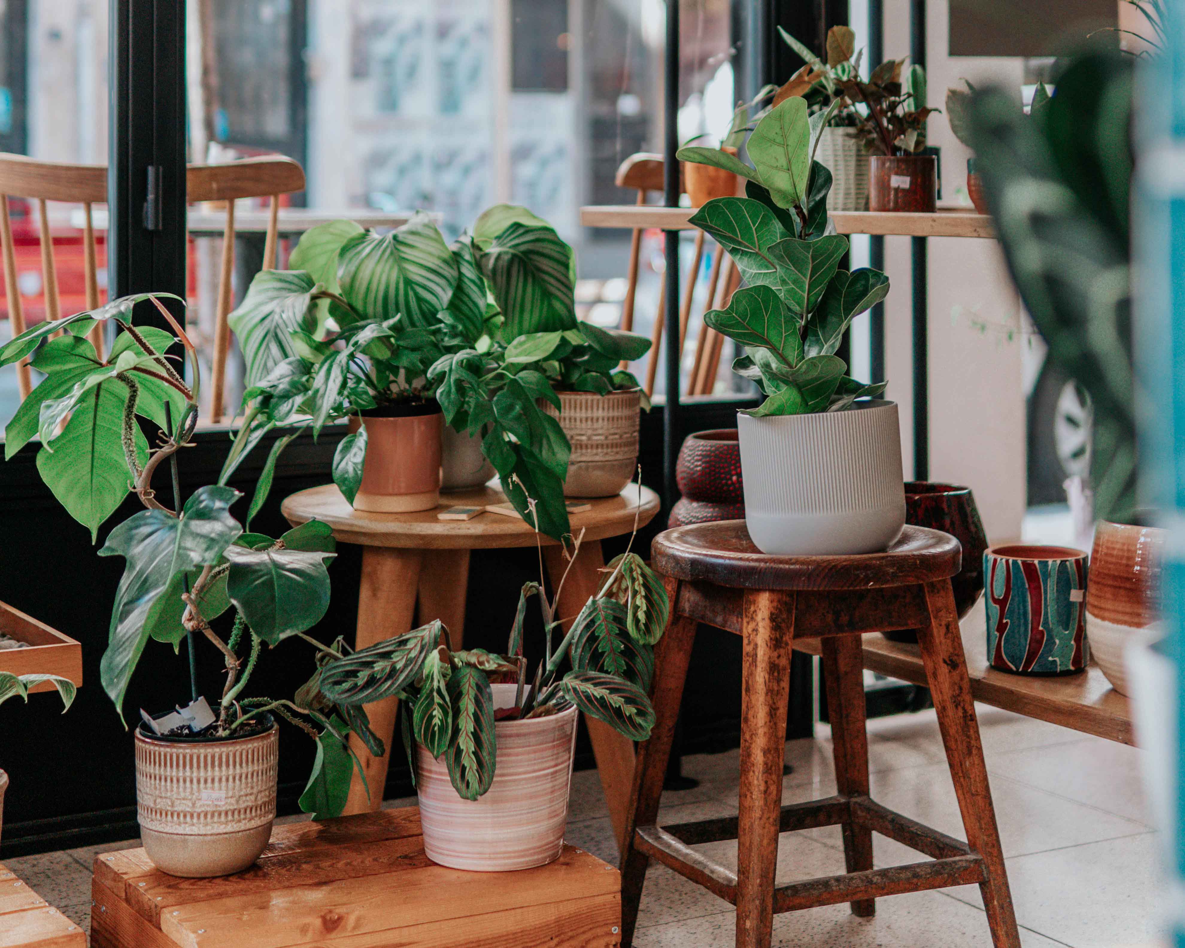 plants in front of a window